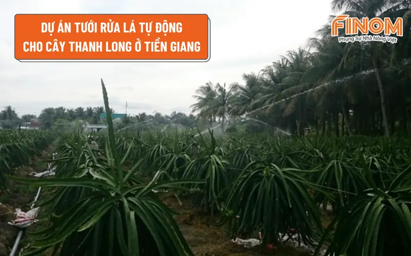 DỰ ÁN TƯỚI RỬA LÁ TỰ ĐỘNG CHO CÂY THANH LONG Ở TIỀN GIANG