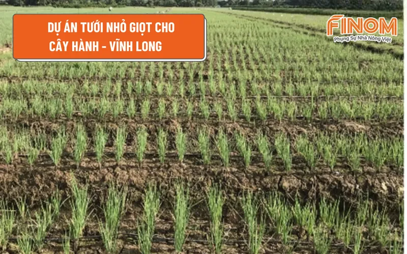 DỰ ÁN TƯỚI NHỎ GIỌT CHO CÂY HÀNH VĨNH LONG