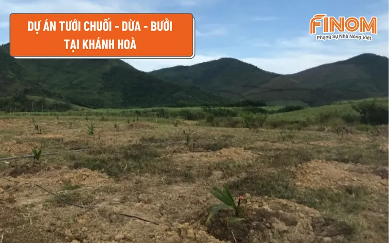 DỰ ÁN TƯỚI CHUỐI - DỪA - BƯỞI TẠI KHÁNH HOÀ