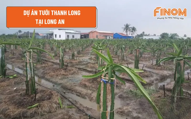 DỰ ÁN TƯỚI THANH LONG TẠI LONG AN