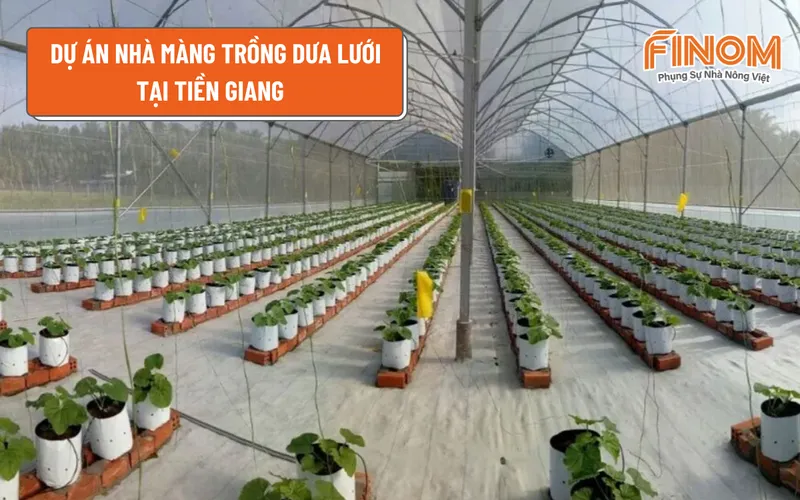 DỰ ÁN NHÀ MÀNG TRỒNG DƯA LƯỚI TẠI TIỀN GIANG