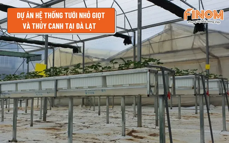 DỰ ÁN HỆ THỐNG TƯỚI NHỎ GIỌT VÀ THỦY CANH TẠI ĐÀ LẠT