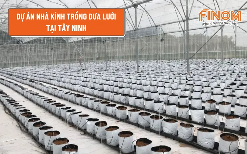 DỰ ÁN NHÀ KÍNH TRỒNG DƯA LƯỚI TẠI TÂY NINH