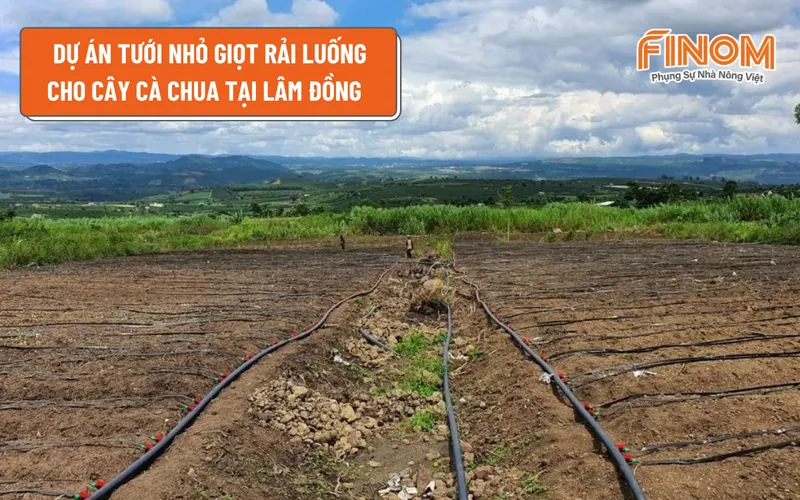 DỰ ÁN TƯỚI NHỎ GIỌT RẢI LUỐNG CHO CÂY CÀ CHUA TẠI LÂM ĐỒNG