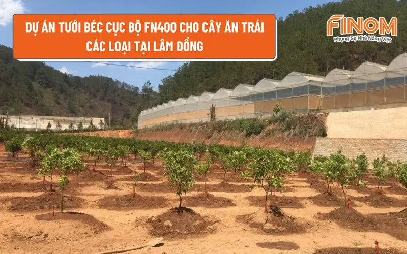 DỰ ÁN TƯỚI BÉC CỤC BỘ FN400 CHO CÂY ĂN TRÁI CÁC LOẠI TẠI LÂM ĐỒNG