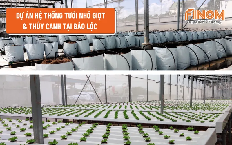 DỰ ÁN HỆ THỐNG TƯỚI NHỎ GIỌT & THỦY CANH TẠI BẢO LỘC