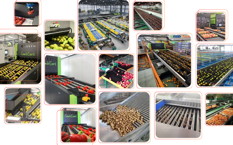 PHÂN LOẠI NÔNG SẢN