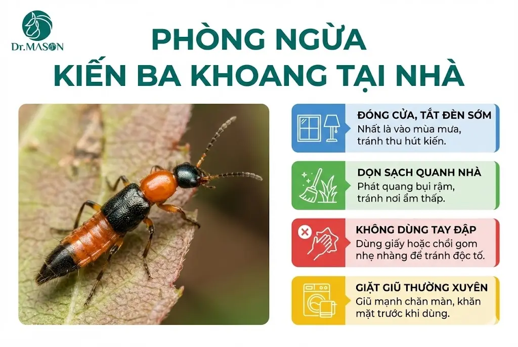 phòng ngừa kiến ba khoang cắn