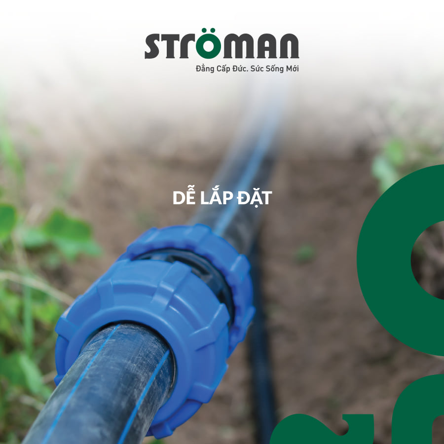 stroman tân á đại thành stroman tân á đại thành