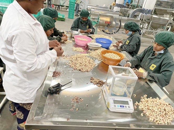 The process for processing cashew nuts to meet export standards The process for processing cashew nuts to meet export standards