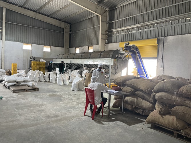 The process for processing cashew nuts to meet export standards The process for processing cashew nuts to meet export standards