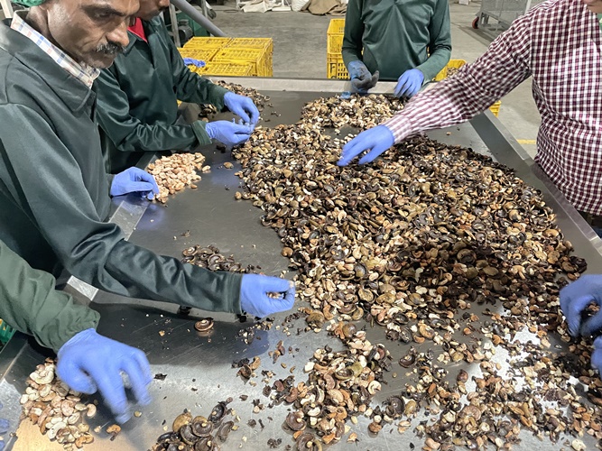 The process for processing cashew nuts to meet export standards The process for processing cashew nuts to meet export standards