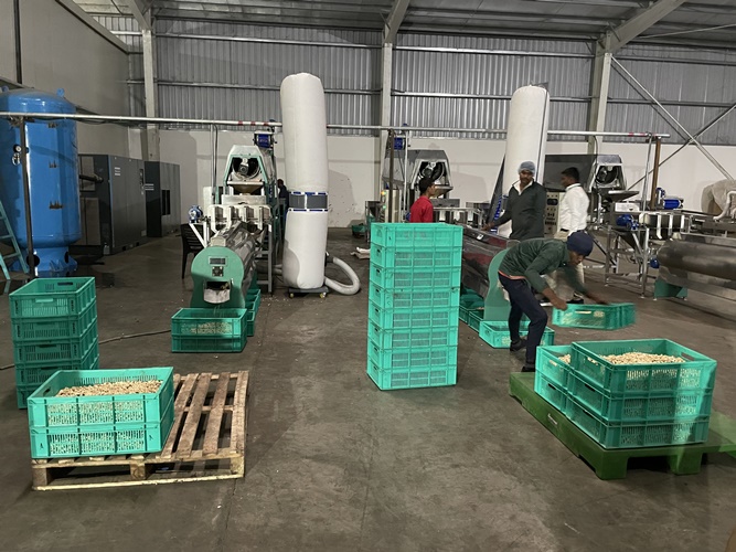 The process for processing cashew nuts to meet export standards The process for processing cashew nuts to meet export standards