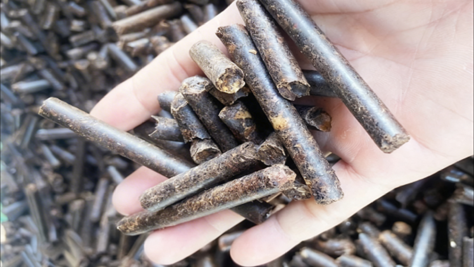 cashew-testa-biomass-pellets biomass pellets made from cashew testa by-product