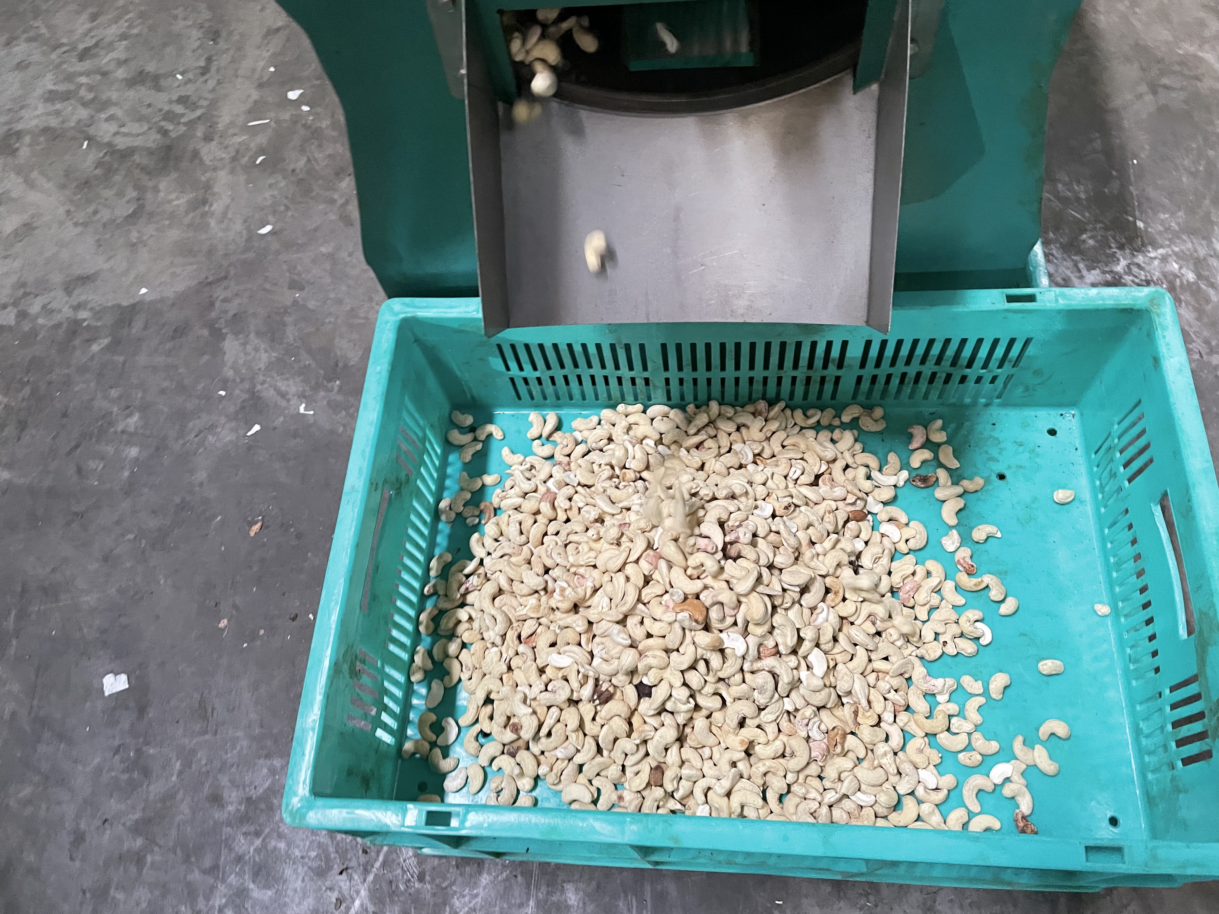 cashew-kernels-after-peeling-machine cashew-kernels-after-peeling-machine