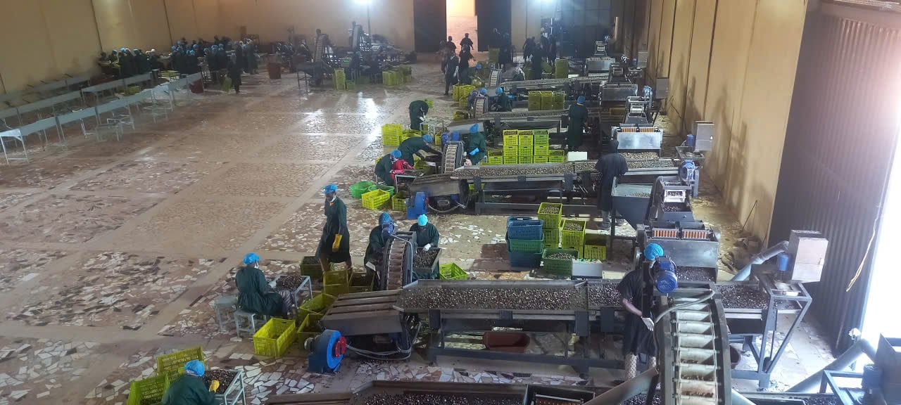 Cashew nut processing plant for industrial production Cashew nut processing plant for industrial production