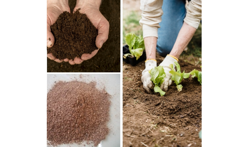 Cashew Shells Used For Organic Fertilizer Cashew Shells Used For Organic Fertilizer