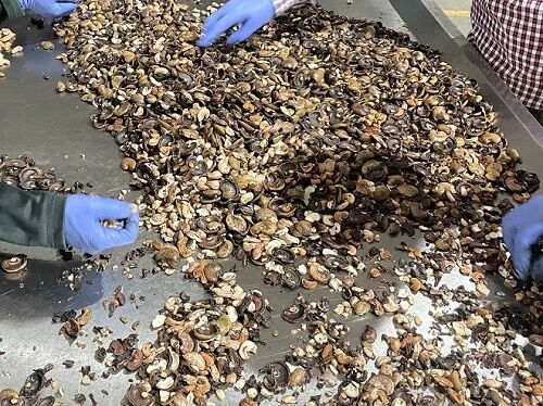 Mechanical Roasting of Cashew Shells: Unveiling the Layers Mechanical Roasting of Cashew Shells: Unveiling the Layers