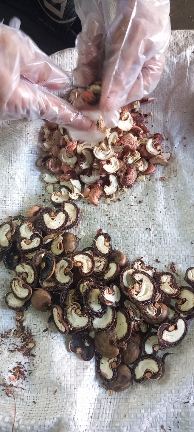 raw-cashew-nut-to-cashew-kernel-ratio-evaluationjpg raw-cashew-nut-to-cashew-kernel-ratio-evaluationjpg