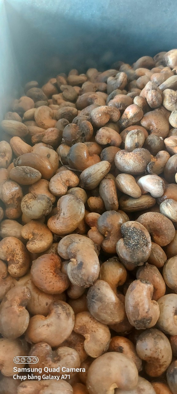 raw cashew nuts used in a cashew processing factory