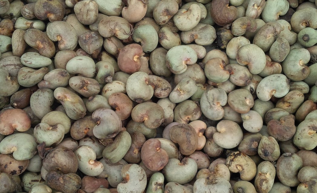 Raw cashew nuts in shell for cashew processing factory Raw cashew nuts in shell for cashew processing factory