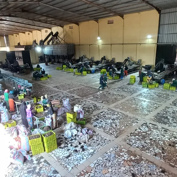 Cashew Nut Processing Plant | 2–100 Tons Per Day