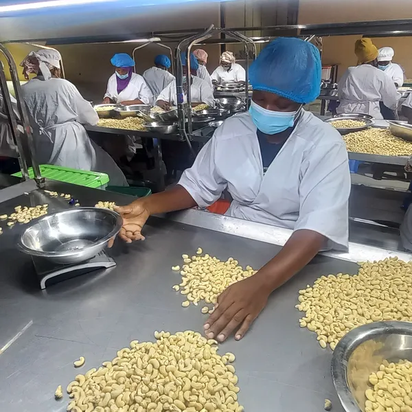 Cashew Nut Processing Plant | 2–100 Tons Per Day