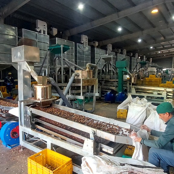 Cashew Nut Processing Plant | 2–100 Tons Per Day