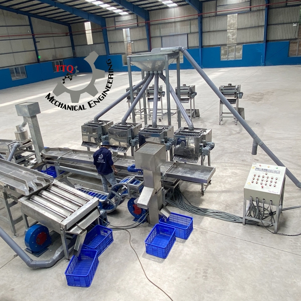 30TPD Cashew Processing Plant | White Kernel Line Vietnam