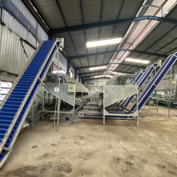 CLASIFICADORA POR TAMAÑO DE ANACARDOS CRUDOS (9 M)