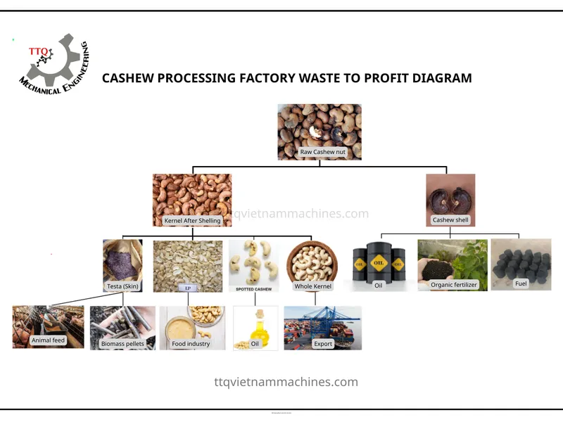Common Mistakes Investors Make When Managing a Cashew Processing Factory – And How to Turn Waste into Profit