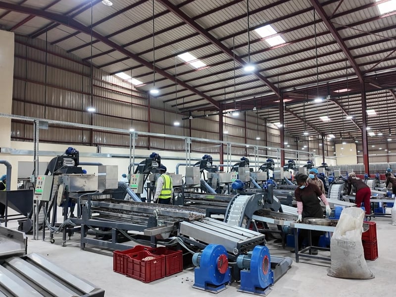 How to Start a Cashew Processing Factory: 10 Key Steps