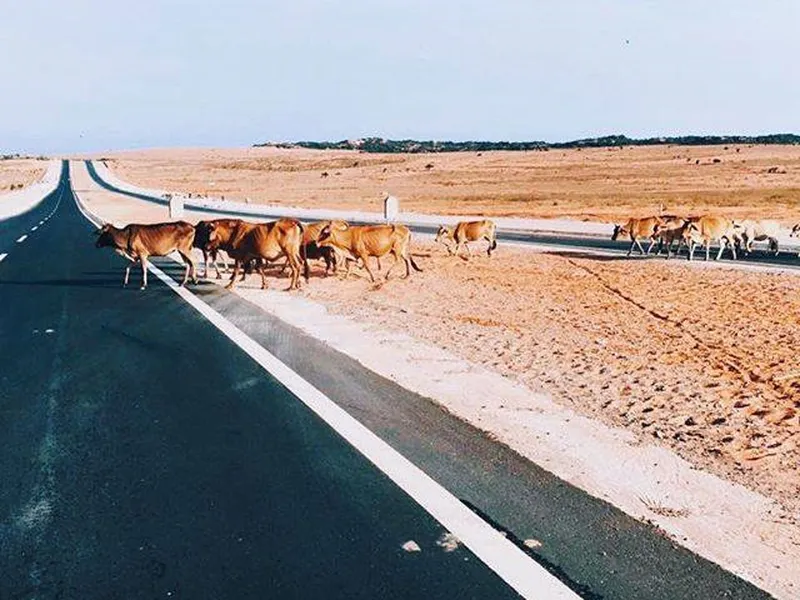 How To Get To Mui Ne Sand Dunes