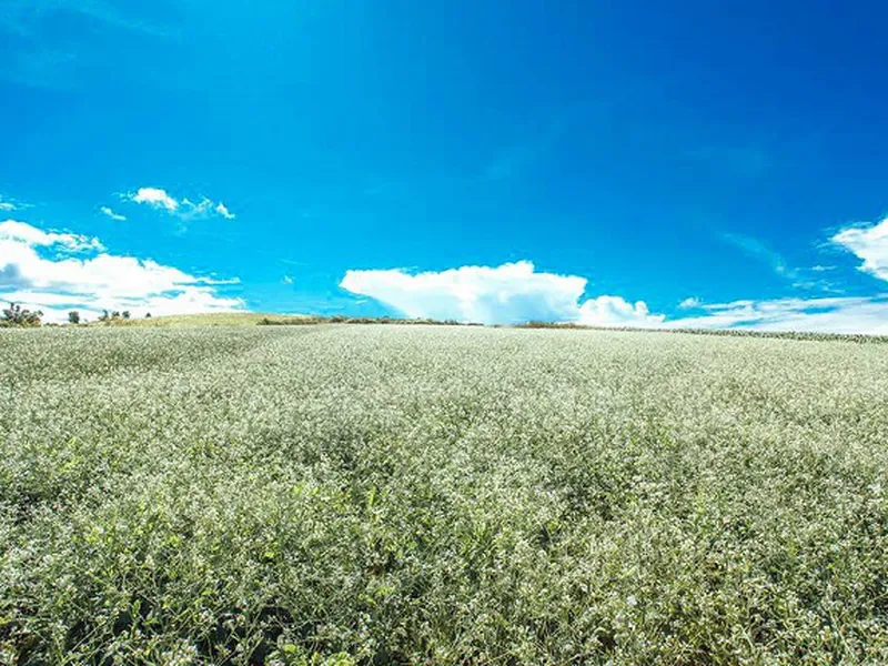 Tour Sài Gòn Mũi Né Đà Lạt Sài Gòn 2 Ngày 1 Đêm