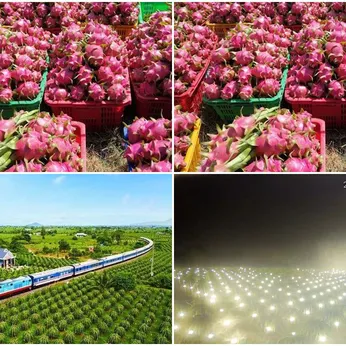 DRAGON FRUIT GARDEN TOUR | DISCOVER PHAN THIET IN ONE DAY