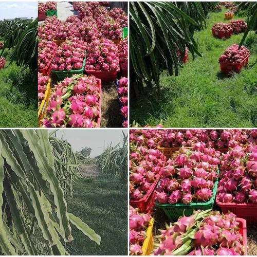 DRAGON FRUIT GARDEN TOUR | DISCOVER PHAN THIET IN ONE DAY