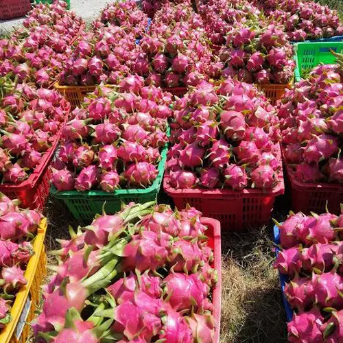 DRAGON FRUIT GARDEN TOUR | DISCOVER PHAN THIET IN ONE DAY