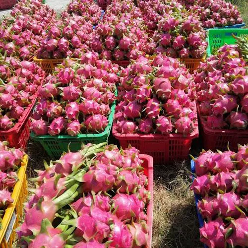 DRAGON FRUIT GARDEN TOUR | DISCOVER PHAN THIET IN ONE DAY