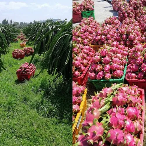 DRAGON FRUIT GARDEN TOUR | DISCOVER PHAN THIET IN ONE DAY