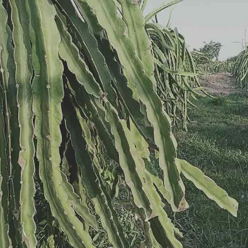 DRAGON FRUIT GARDEN TOUR | DISCOVER PHAN THIET IN ONE DAY
