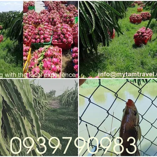 DRAGON FRUIT GARDEN TOUR | DISCOVER PHAN THIET IN ONE DAY