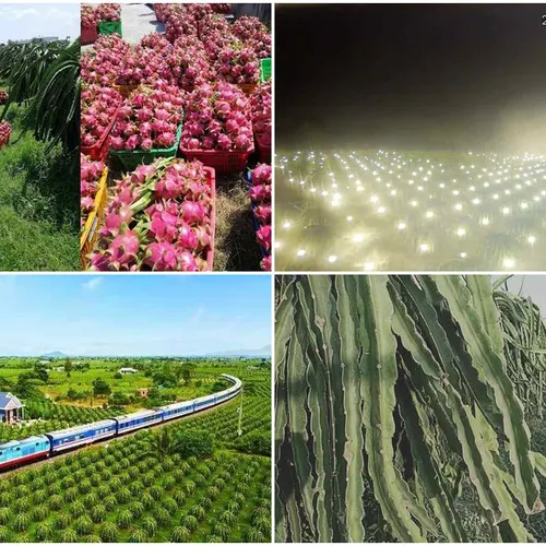 DRAGON FRUIT GARDEN TOUR | DISCOVER PHAN THIET IN ONE DAY