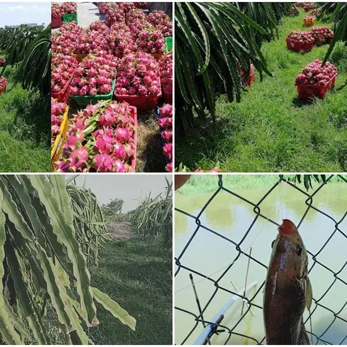 DRAGON FRUIT GARDEN TOUR | DISCOVER PHAN THIET IN ONE DAY