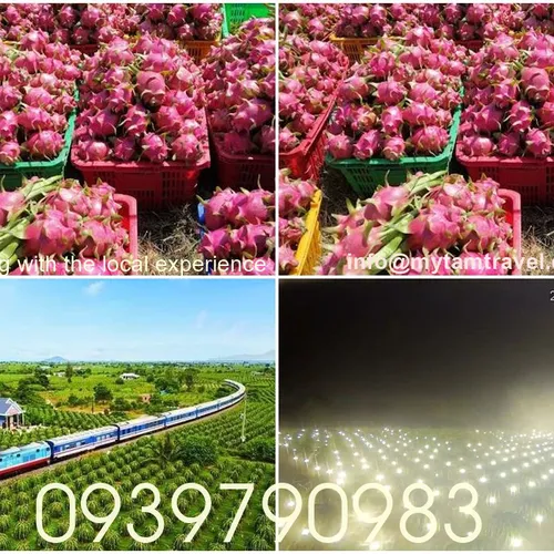 DRAGON FRUIT GARDEN TOUR | DISCOVER PHAN THIET IN ONE DAY