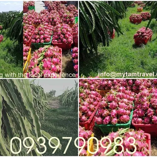 DRAGON FRUIT GARDEN TOUR | DISCOVER PHAN THIET IN ONE DAY