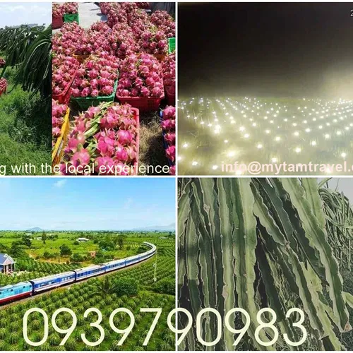 DRAGON FRUIT GARDEN TOUR | DISCOVER PHAN THIET IN ONE DAY