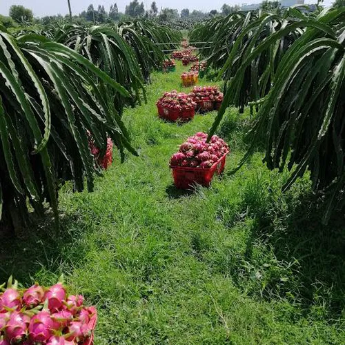 DRAGON FRUIT GARDEN TOUR | DISCOVER PHAN THIET IN ONE DAY