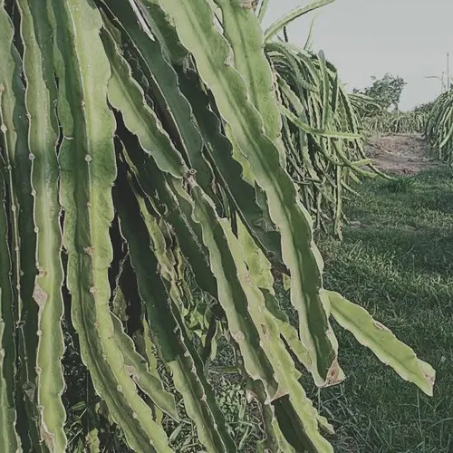 DRAGON FRUIT GARDEN TOUR | DISCOVER PHAN THIET IN ONE DAY