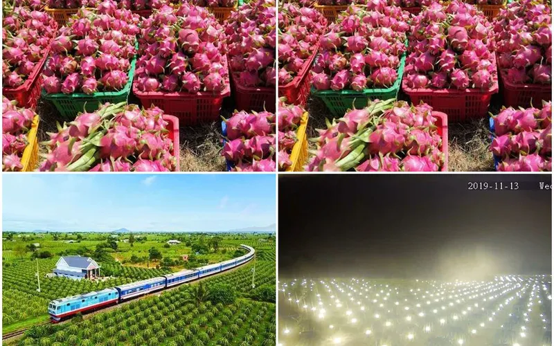 Vườn Thanh Long Bình Thuận: Kinh nghiệm du lịch & Tour 2024