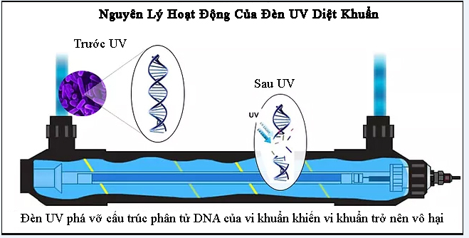 Cơ Chế Diệt Khuẩn Của Công Nghệ UVC Công Nghệ Bức Xạ UVC Trong Máy Khử Khuẩn Thực Phẩm - Loại Bỏ Tới 99% Vi Khuẩn Có Hại